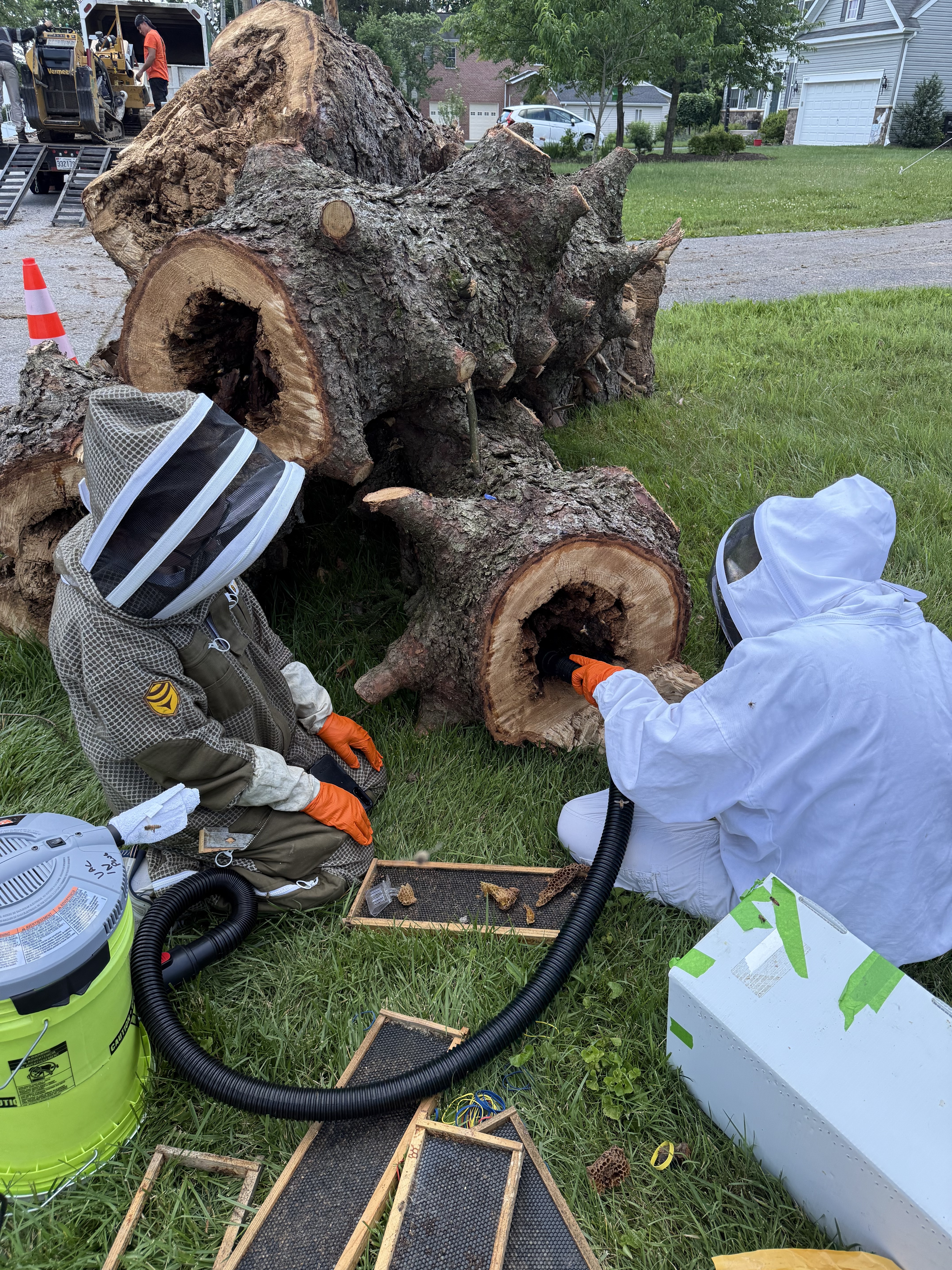 Humane bee swarm removal by LumberJack Apiary team in Maryland