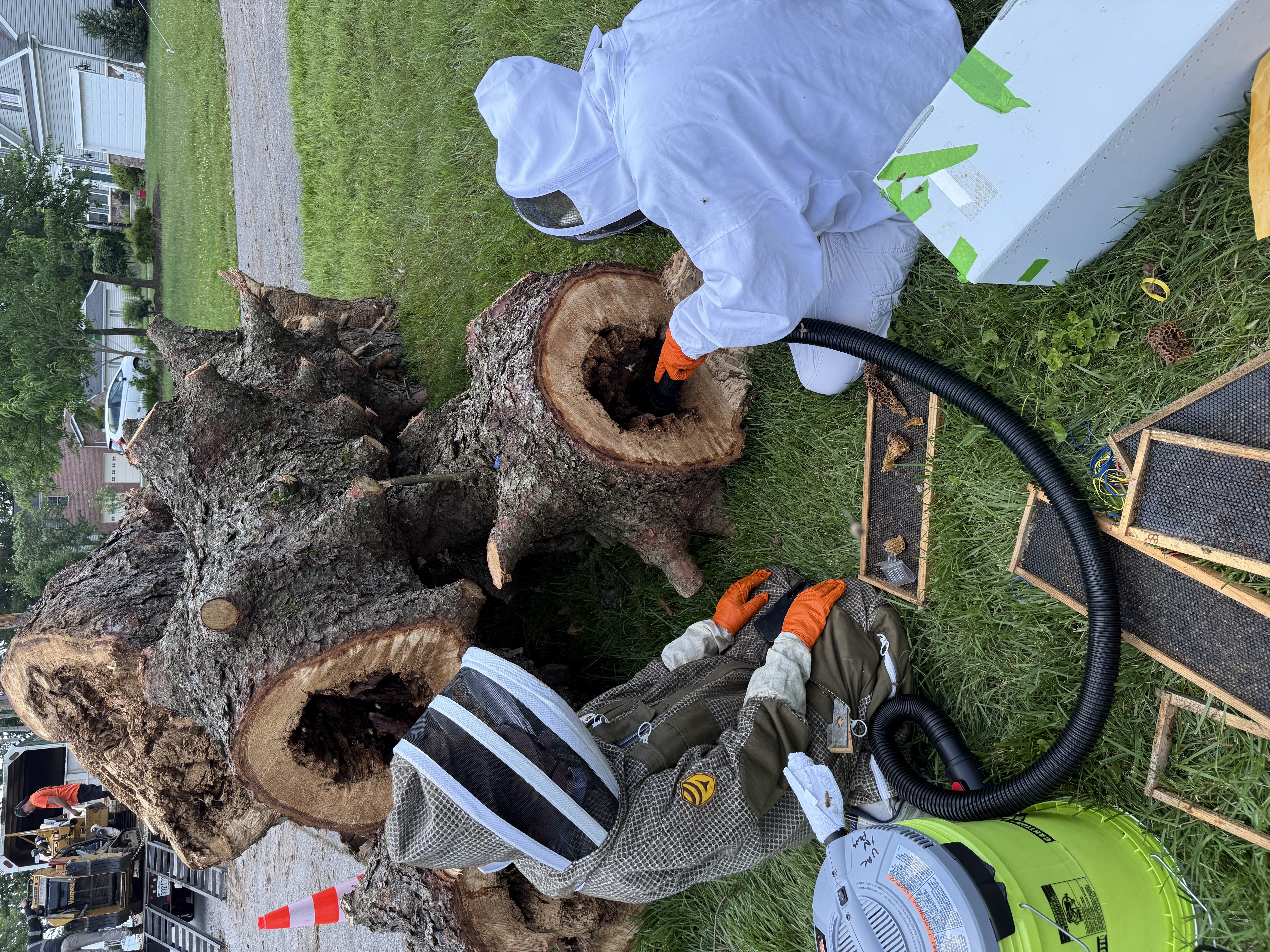 Swarm Removal